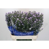 Aster Cassandra