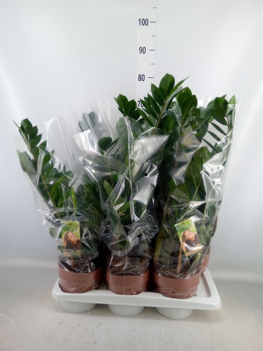 <h4>Zamioculcas zamiifolia</h4>