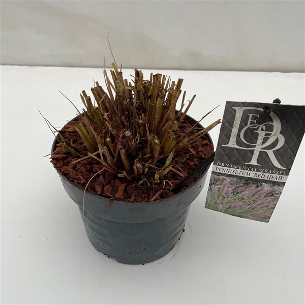 <h4>Pennisetum 'Red Head'</h4>