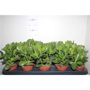 Crass Ovata