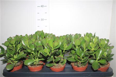 <h4>Crass Ovata</h4>