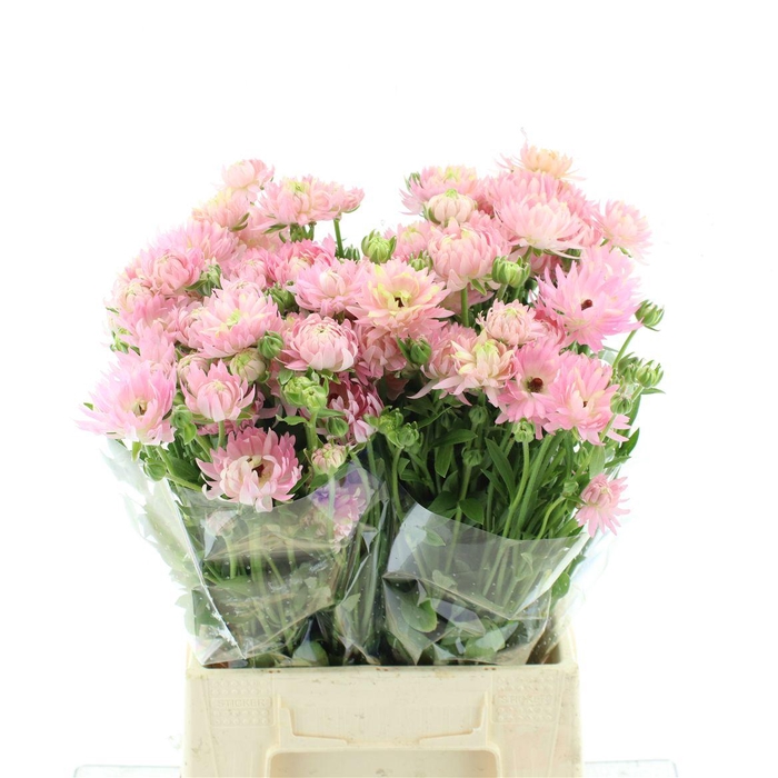 <h4>Ran Nat Moderna Natura</h4>