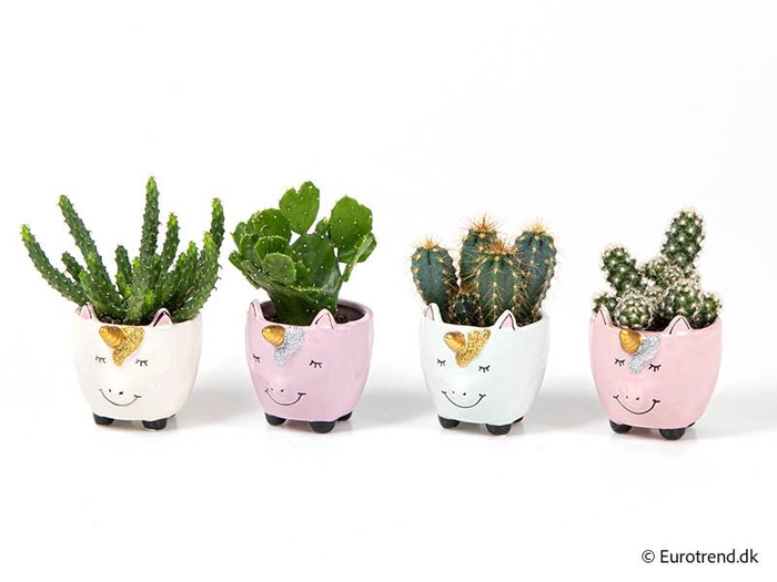 CACTUS MIX P6 E 3058