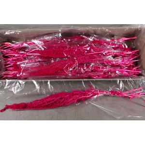 PF Amaranthus Hang Cerise Bs