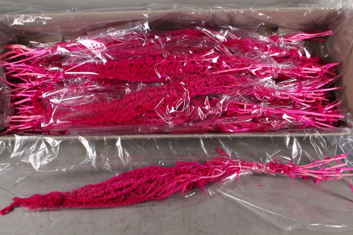 <h4>PF Amaranthus Hang Cerise Bs</h4>