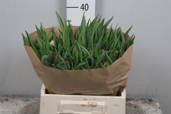 <h4>Tu Du Magic Price</h4>