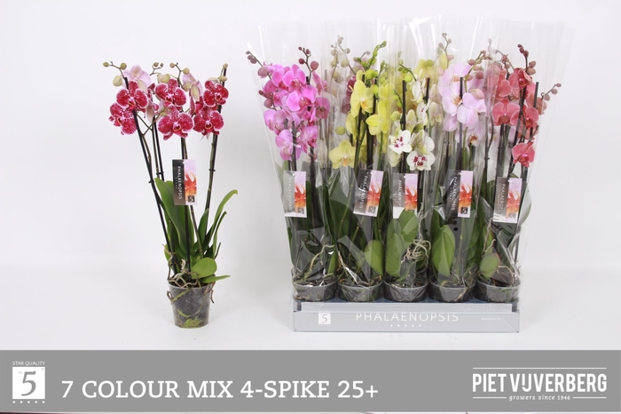 <h4>PHAL GEM 7 KL</h4>