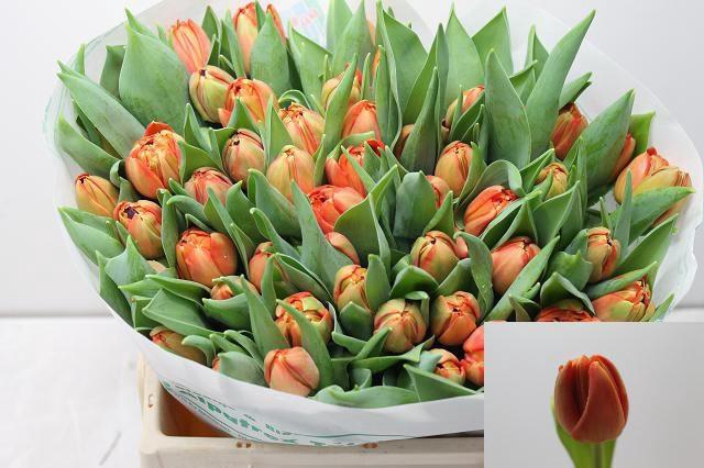 <h4>TU DU LORENZO</h4>