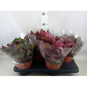 Begonia BD 'Beleaf'   ...mix