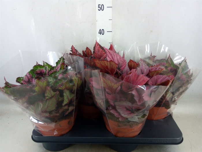 <h4>Begonia BD 'Beleaf'   ...mix</h4>