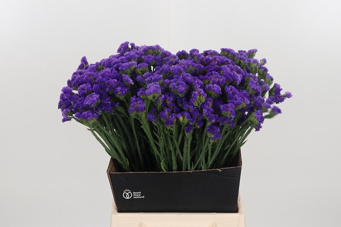 <h4>Limonium Crystal Dark Blue</h4>
