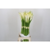 Zantedeschia Eydolls White
