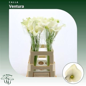 Zant Capt Ventura