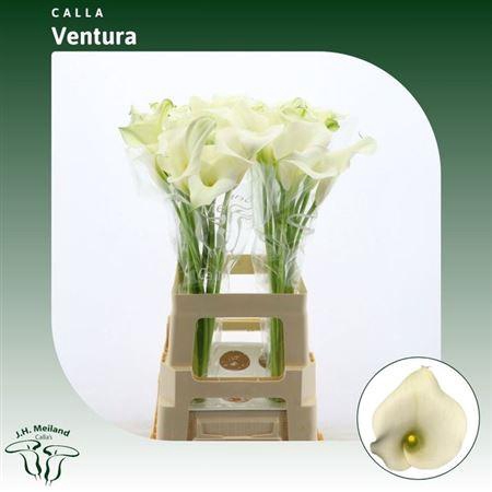 <h4>Zant Capt Ventura</h4>