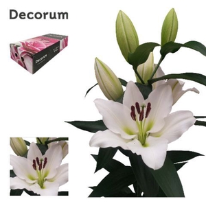 LI TISENTO 5+ Medium Decorum Box