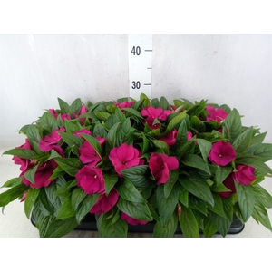 Impatiens NG 'ColPow Purple Blue'