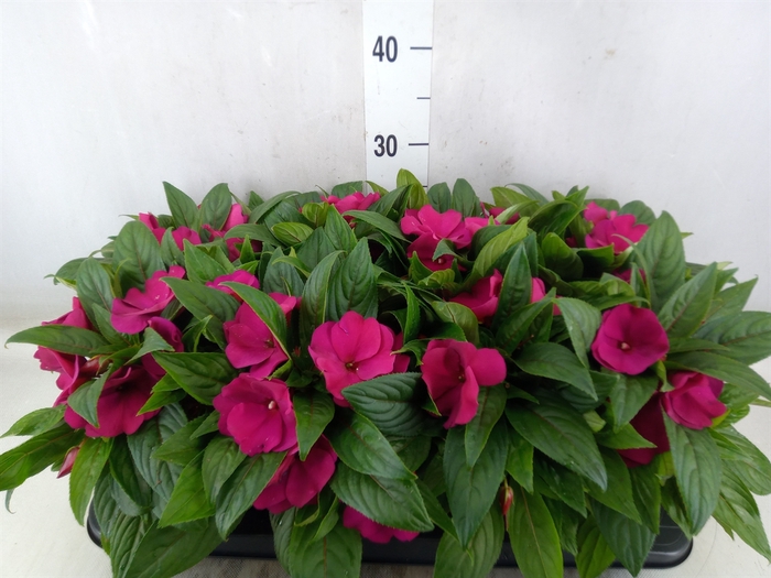 <h4>Impatiens NG 'ColPow Purple Blue'</h4>