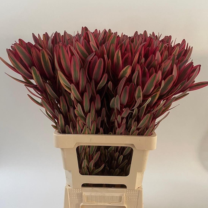 <h4>LEUCAD JESTER</h4>