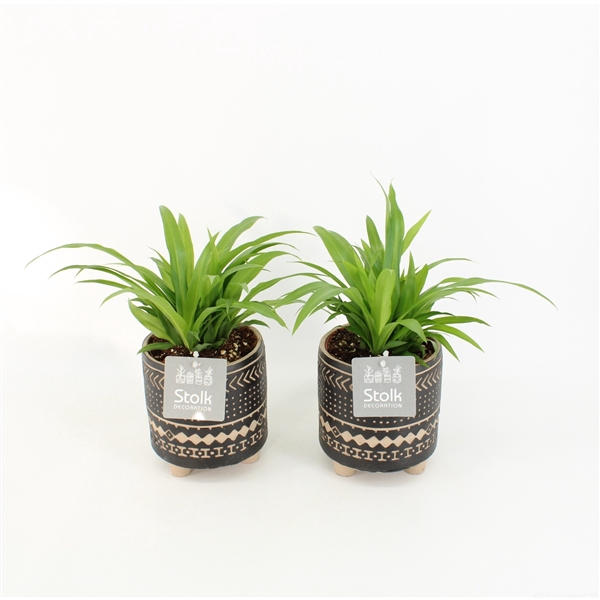 <h4>Chlorophytum comosum Lemon in Maya pot</h4>