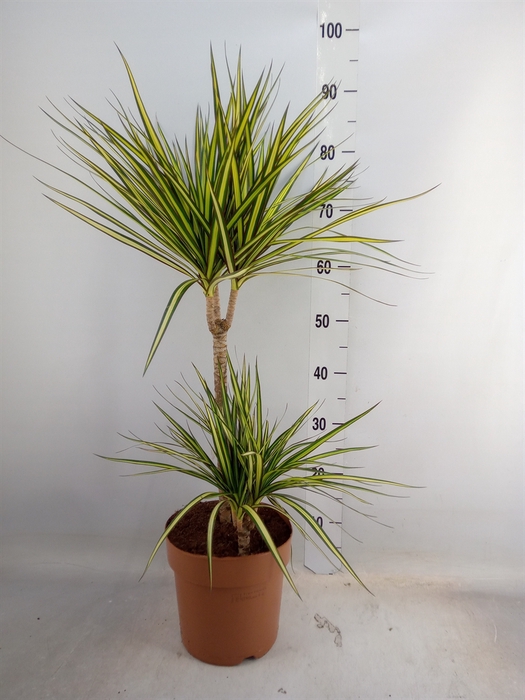 <h4>Dracaena marg. 'Sunray'</h4>