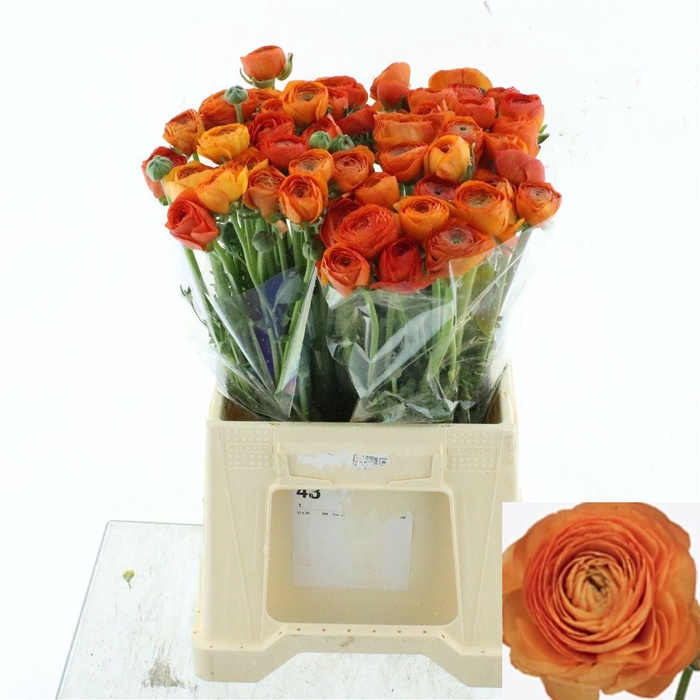 <h4>RAN SU LAMBADA</h4>