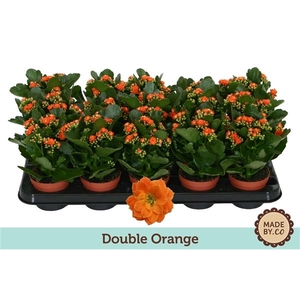 Kalanchoë Double Orange - no sleeve