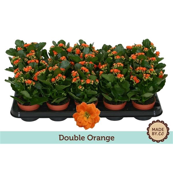 <h4>Kalanchoë Double Orange - no sleeve</h4>