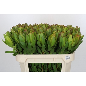 Leucadendron Goldstrike