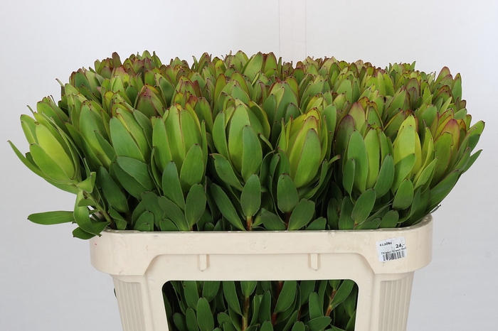 <h4>Leucadendron Goldstrike</h4>