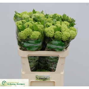 VIBURNUM ROSEUM ST