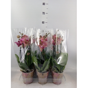 Phalaenopsis multi. 'Ant Grossetto'
