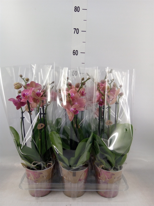 <h4>Phalaenopsis multi. 'Ant Grossetto'</h4>