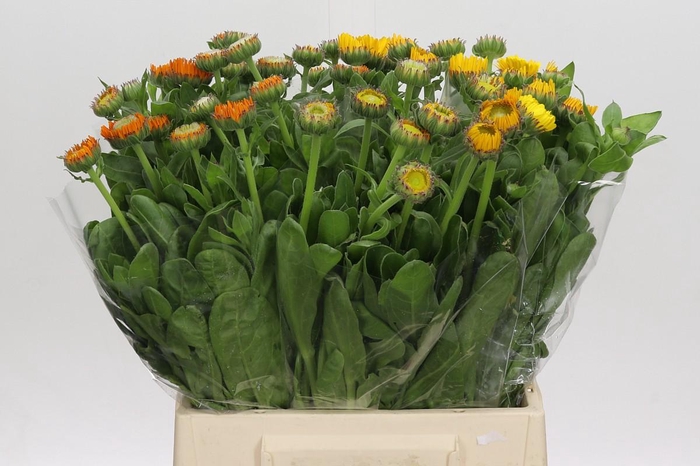 <h4>Calendula Oranje</h4>