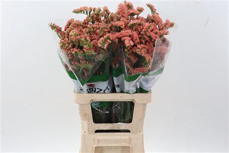 <h4>LIM S ROYAL ORANGE FU</h4>