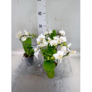 Phalaenopsis multi.   ...white