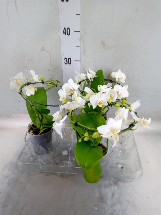 <h4>Phalaenopsis multi. ...white</h4>