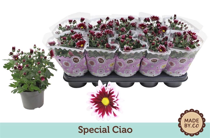 <h4>Chrys Ciao</h4>