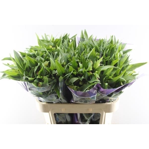 Alstr Aurora (oranje)