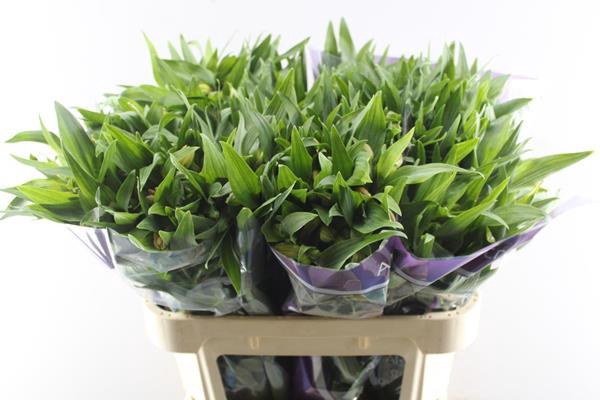 <h4>Alstr Aurora (oranje)</h4>