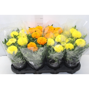 TAGETE MARIGOLD P13 VARIADO