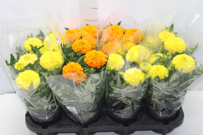 <h4>TAGETE MARIGOLD P13 VARIADO</h4>