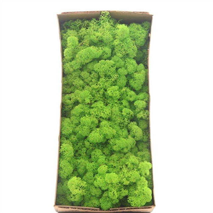 <h4>Ijslandmos (reindeer) Licht Gras Groen</h4>