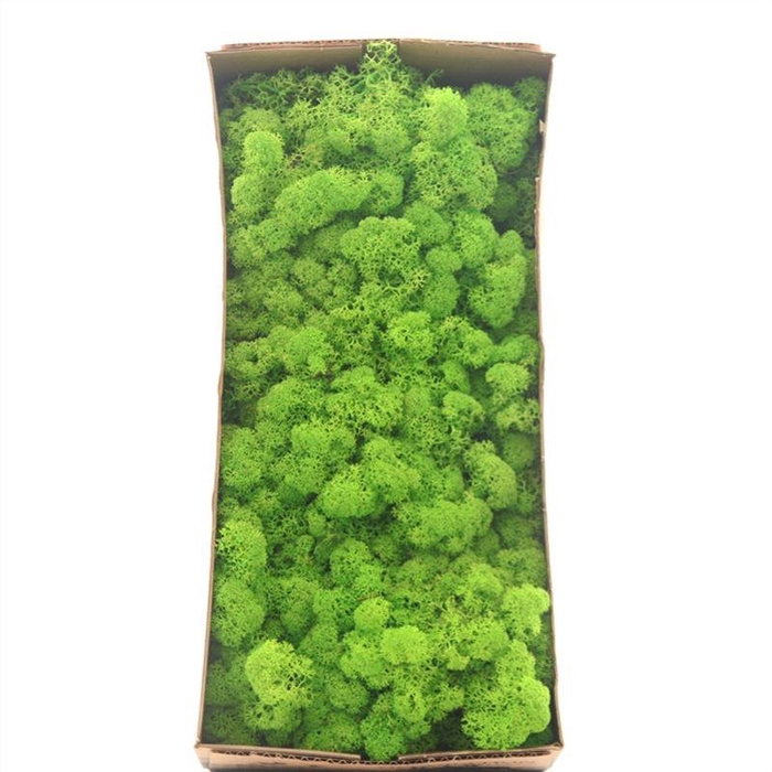 <h4>Ijslandmos (reindeer) Licht Gras Groen</h4>