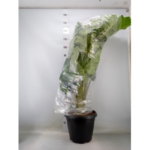 Alocasia  'Portodora'