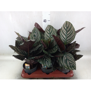 Calathea sanderiana