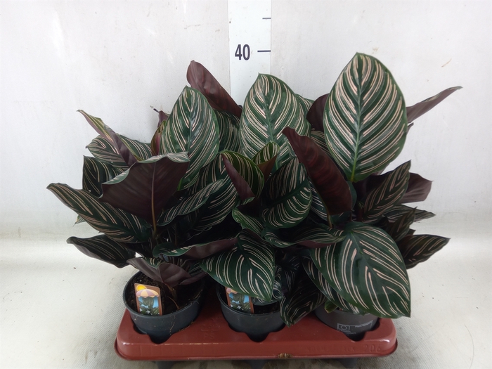 <h4>Calathea sanderiana</h4>