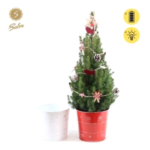 Picea gl. 'December'® P19 in Zinc X-mas Duo + Winterlight-Ski + Star on Loop