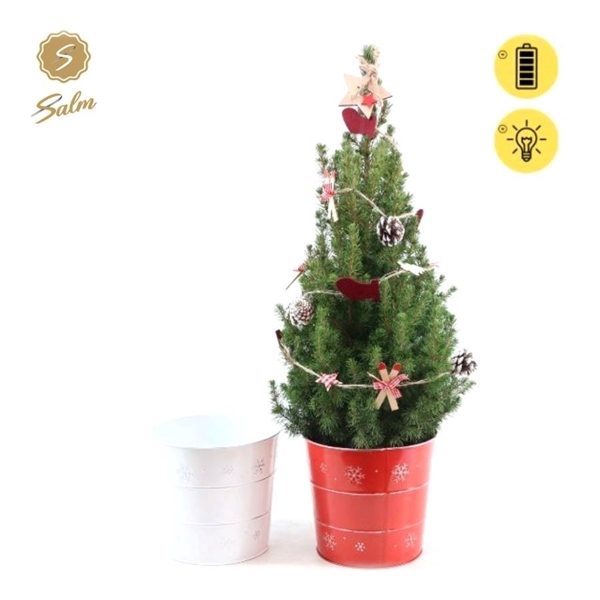 <h4>Picea gl. 'December'® P19 in Zinc X-mas Duo + Winterlight-Ski + Star on Loop</h4>