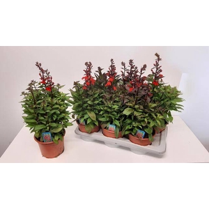 Lobelia speciosa Fan Scarlet 17Ø 48cm
