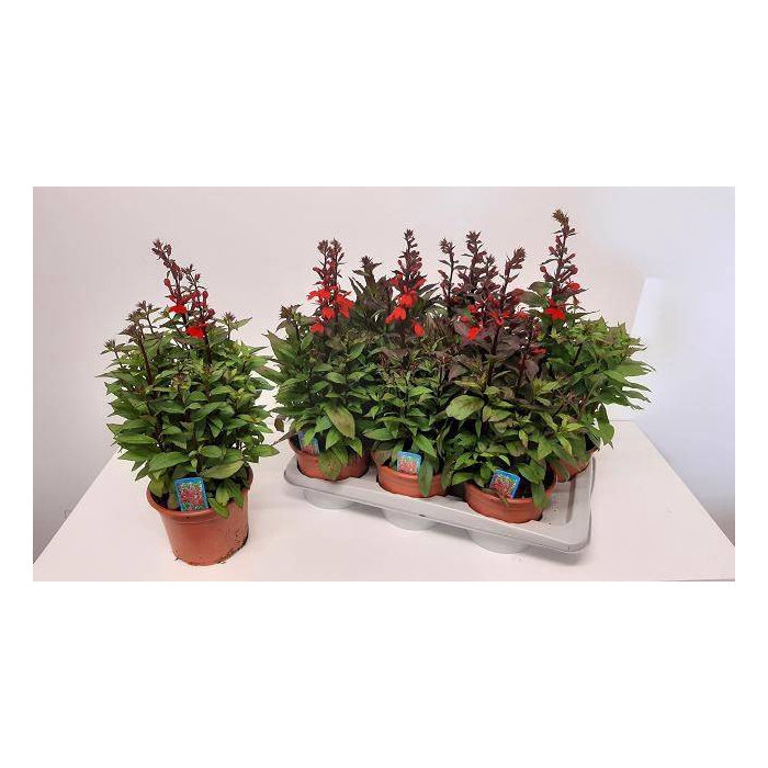 <h4>Lobelia speciosa Fan Scarlet 17Ø 48cm</h4>